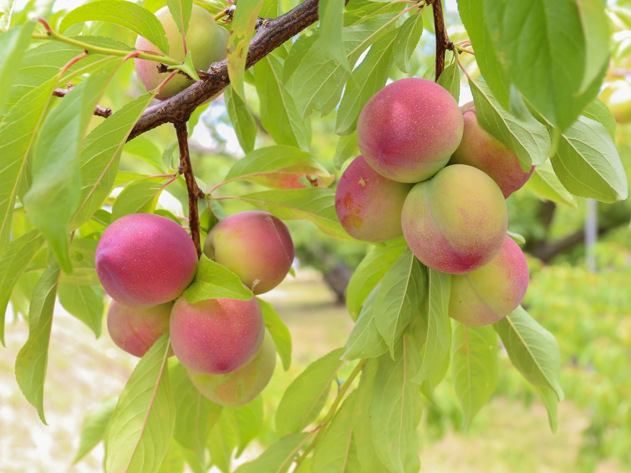 記事内画像：002「すもも」も「もも」も桃のうち。自身が食べたい、家族に食べさせたい果実を山梨より【菊島西洋堂東支店】