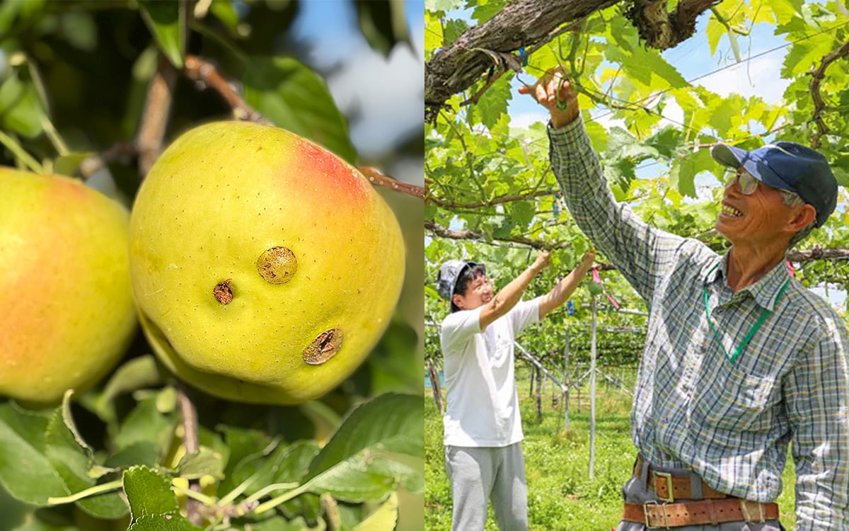 ありのままのかたち