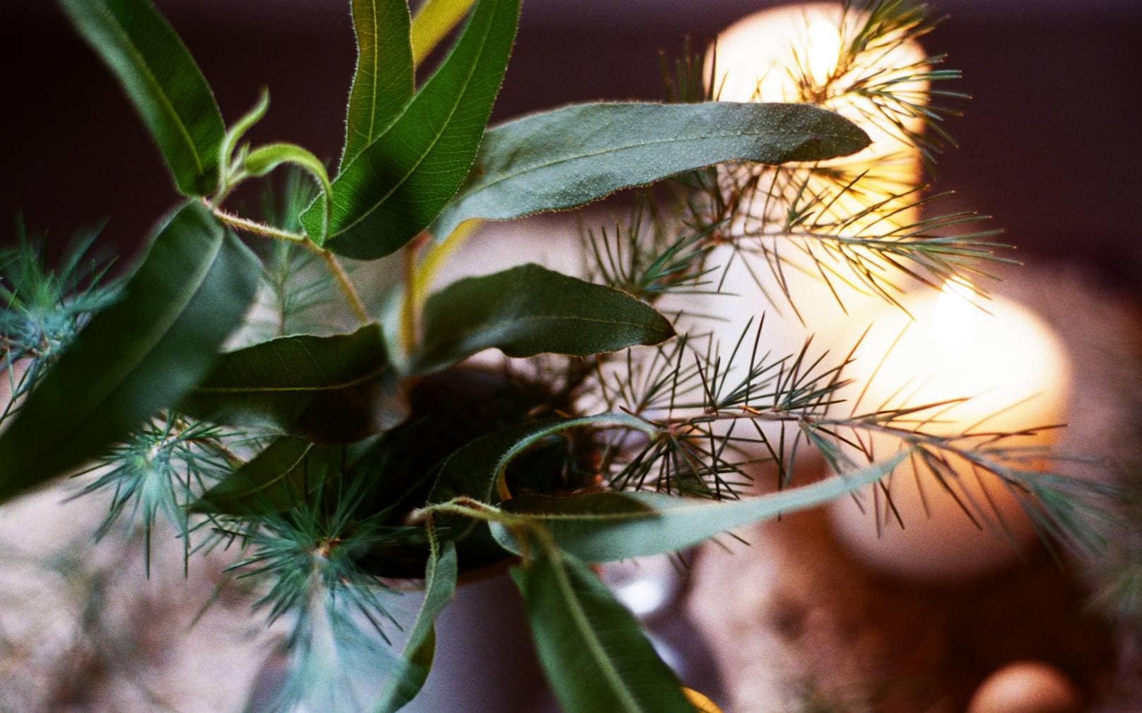 レビューイメージ