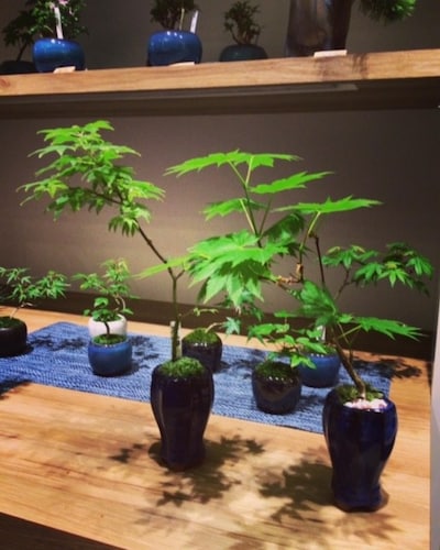 4月12日(日)【春のもみじ盆栽ワークショップ】