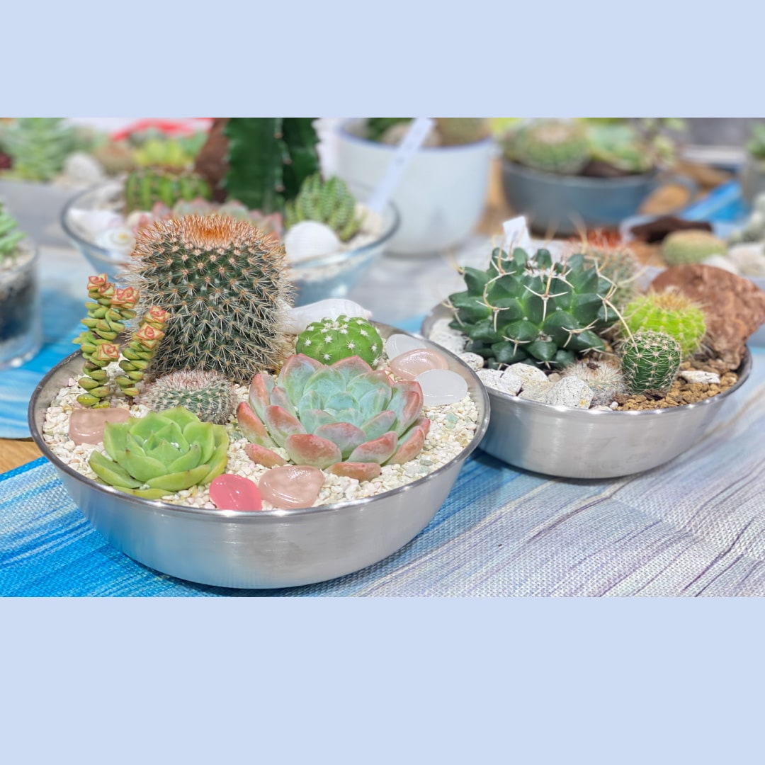 『可愛さ！ボリューム満足！グリーンいっぱいのお洒落で楽しい夏の涼しげな寄せ植えを作ろう♪』