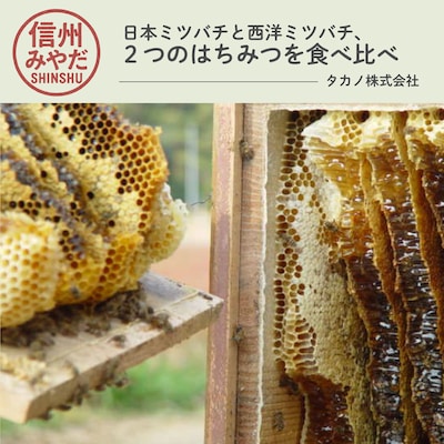 日本ミツバチと西洋ミツバチ、2つのはちみつを食べ比べ