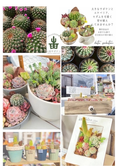 『夏の生活に彩りを♪サボテンと多肉植物の寄せ植えワークショップ』