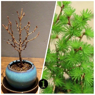 2月23日（祝）【選べる盆栽ワークショップ】