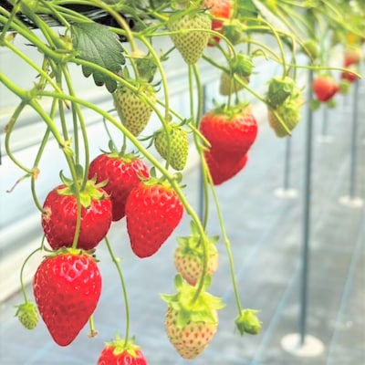 【2月15日】みんなで学ぼう、いちごの秘密｜食育イベント