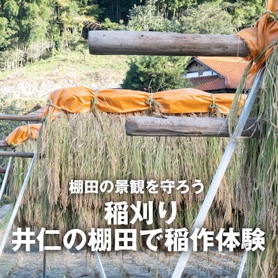 【9月27日】棚田の景観を守ろう｜稲刈り　井仁の棚田で稲作体験
