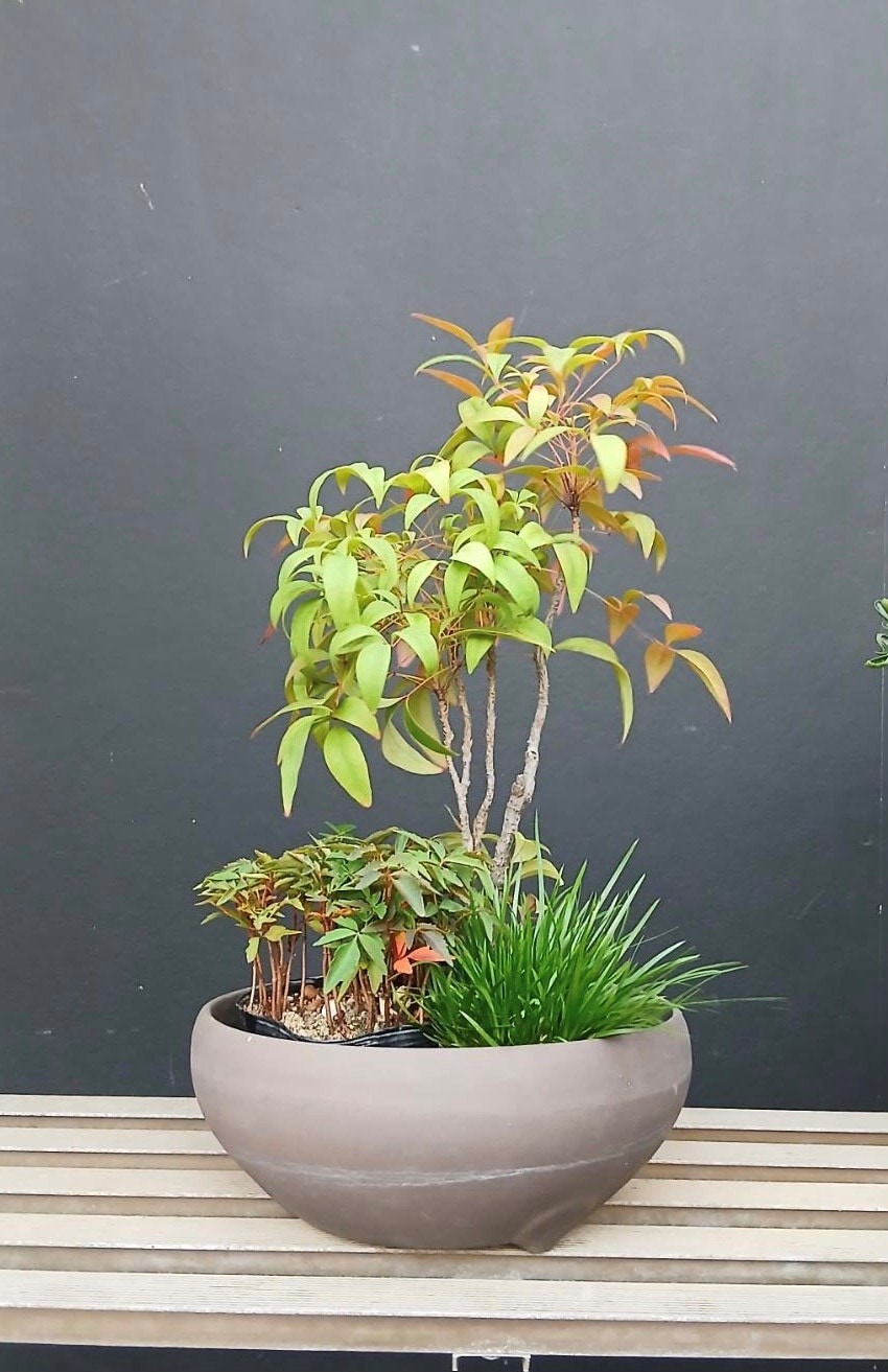 11月23日（日）【秋の寄せ植え盆栽ワークショップ】