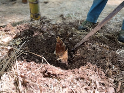 「地域の自然を知りながらタケノコ堀を楽しもう」