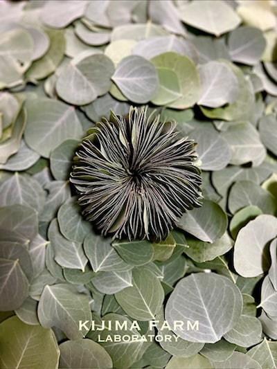 1月25日(日)kijima farmオリジナル②”ロスフラワーで創る guru guru”