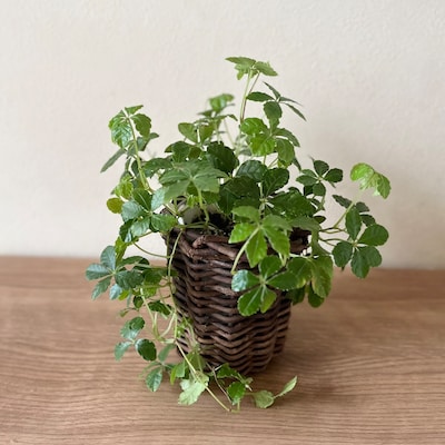 あけびで編む　グリーンが映えるプランターカバーバスケット（無印良品の観葉植物付き）