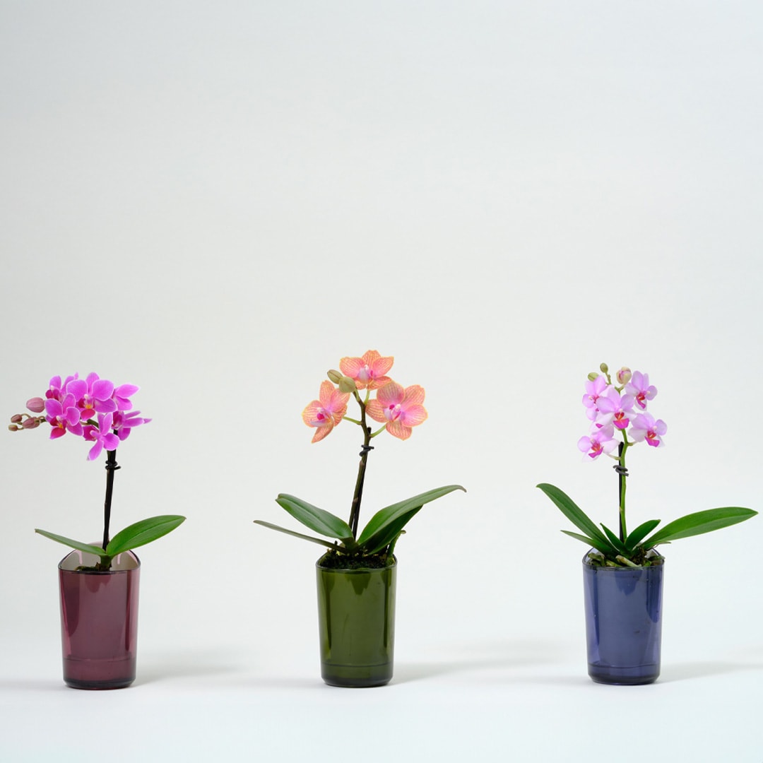 【マルエイガレリア】小さな胡蝶蘭rantoのワークショップ