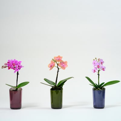 【マルエイガレリア】小さな胡蝶蘭rantoのワークショップ