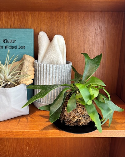 【IDÉE自由が丘】苔玉ワークショップ