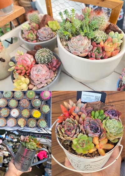 『新年初！今がとっても見頃‼︎サボテンと紅葉多肉植物の寄せ植えワークショップ』