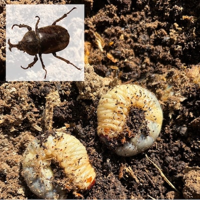 【GWイベント】カブトムシ・クワガタムシの幼虫飼育講座（幼虫プレゼント付き）
