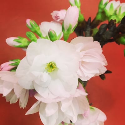 【2/15】新春 桜盆栽ワークショップ