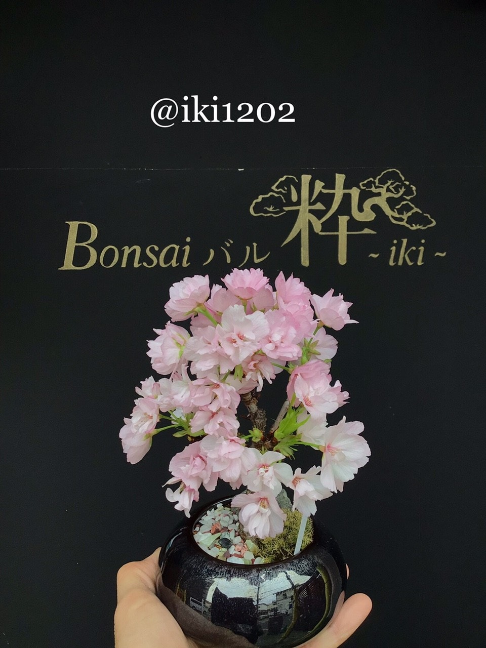 1月18日（日）【新春　桜盆栽ワークショップ】