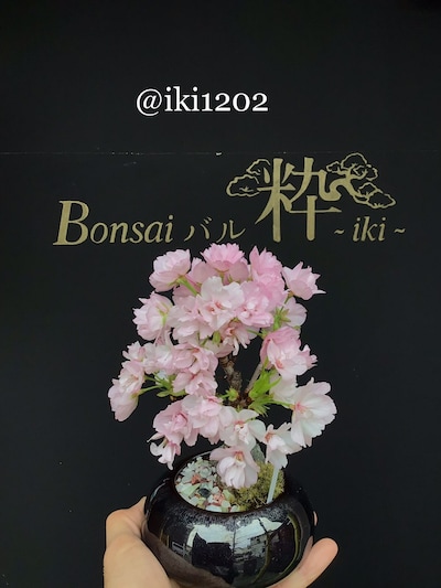 1月18日（日）【新春　桜盆栽ワークショップ】