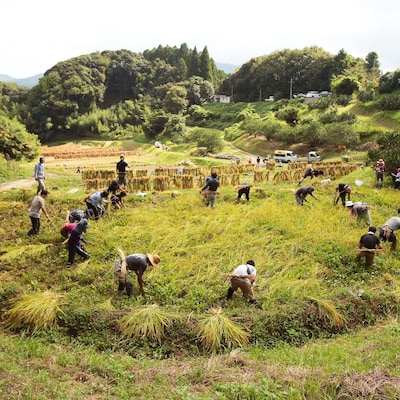 10月の里山を楽しむ体験！～稲刈り～