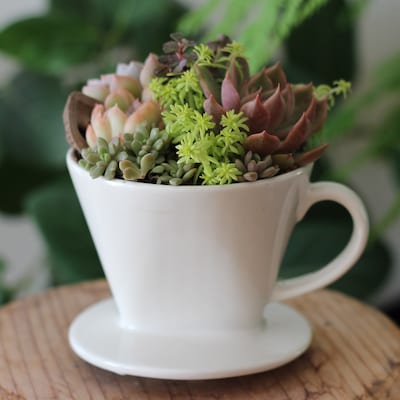 多肉植物の寄せ植えワークショップ