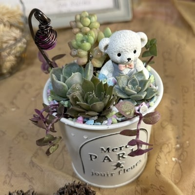 夏休み！はじめての多肉寄せ植え体験