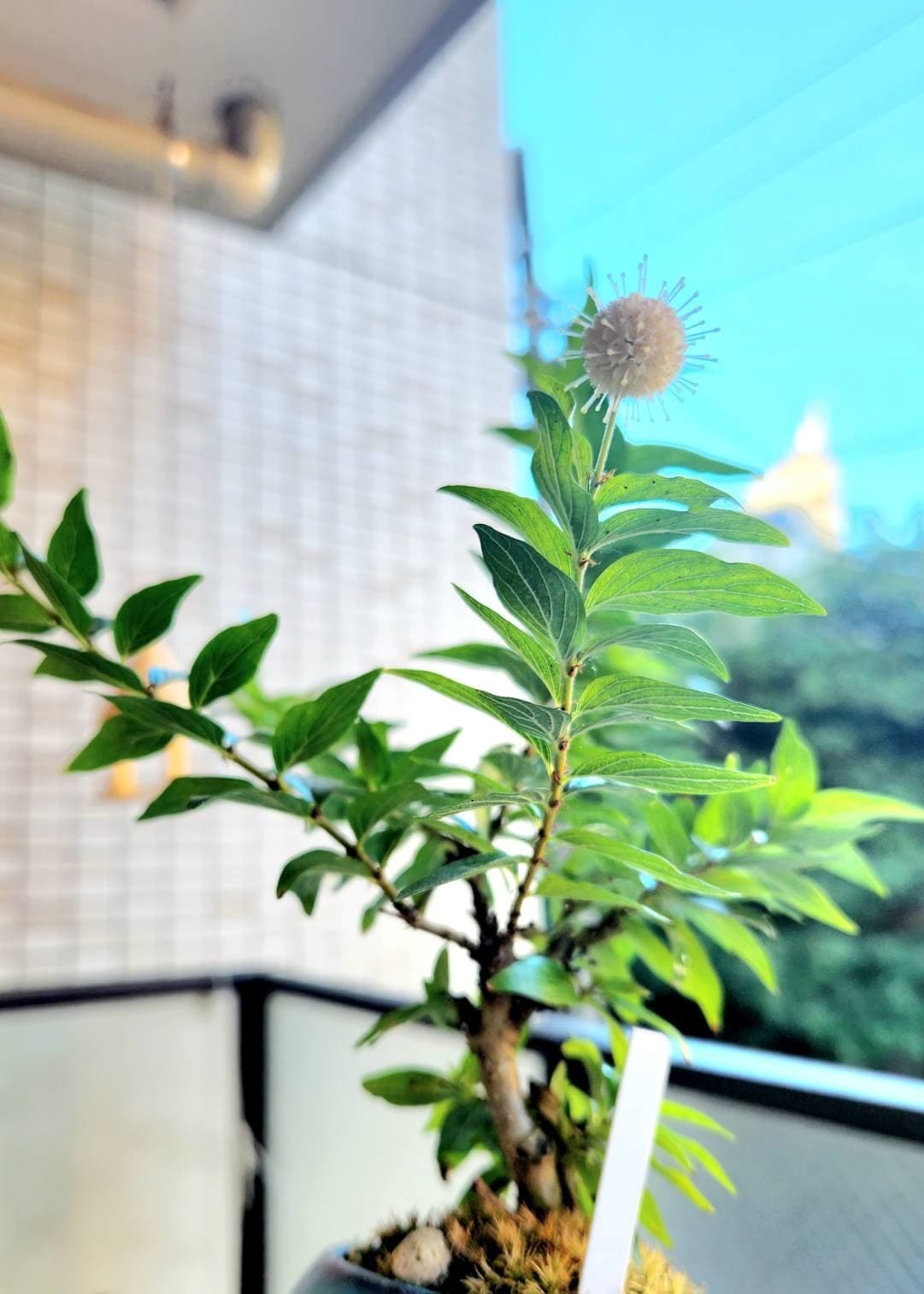 【タニワタリの木盆栽ワークショップ】