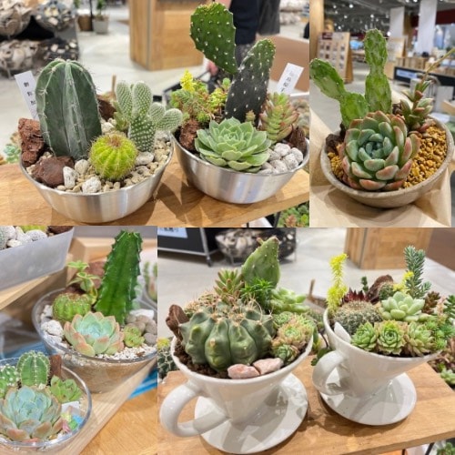 『生活の彩りにサボテンを♪室内で楽しむお洒落でボリュームたっぷりの寄せ植えを作ろう！』