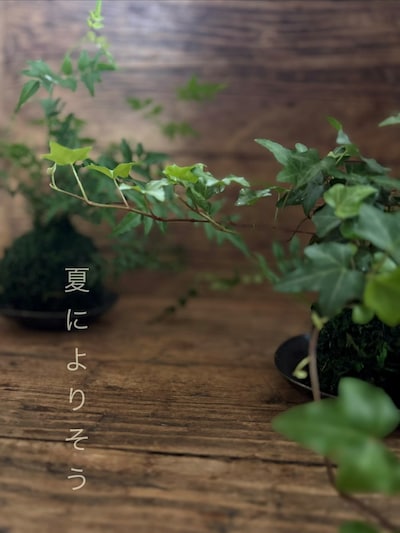 8/2(日)夏によりそう〜はじめての苔玉づくり〜have a nice green day