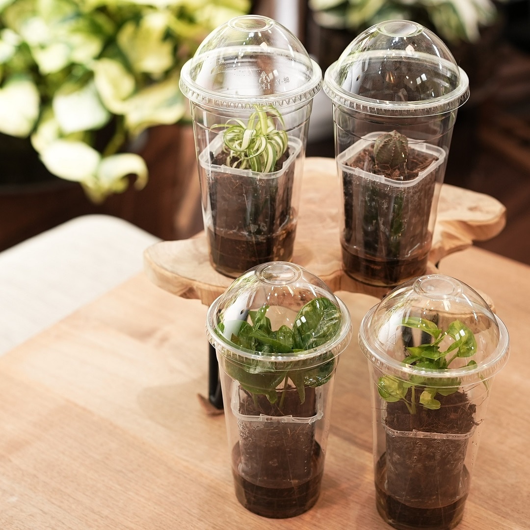 【マルエイガレリア】観葉植物でプランツコレクション作り