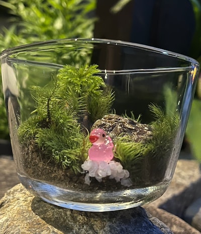京庭師がナビゲート苔リウムワークショップ