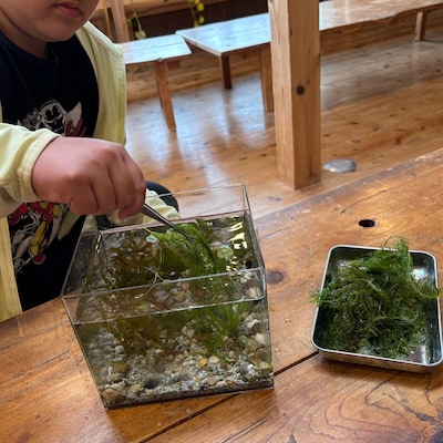 【GWイベント】癒しの水草水槽を作ろう