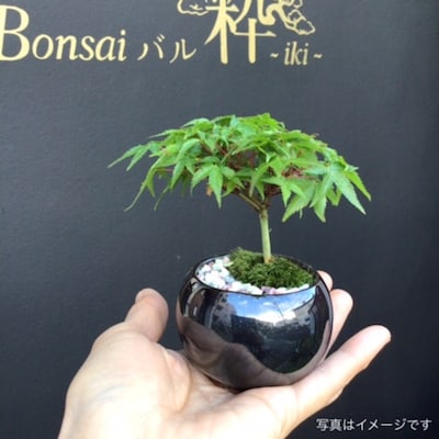 【4/11】新緑のもみじ盆栽ワークショップ