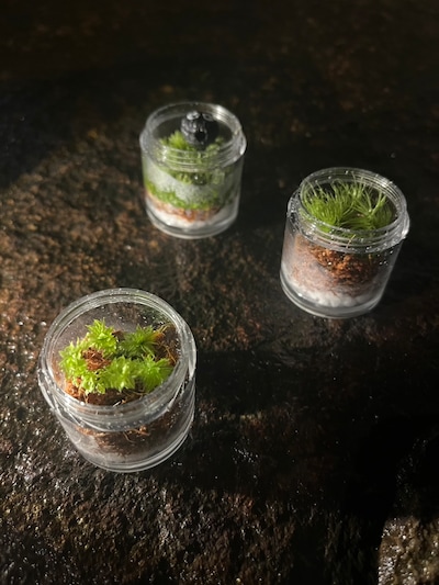 京庭師がナビゲート苔リウムワークショップ