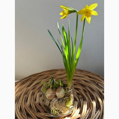 【京都山科】Spring Garden-球根花のアレンジ-