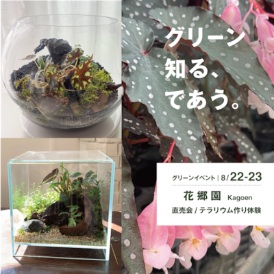 ベゴニアのテラリウム作り