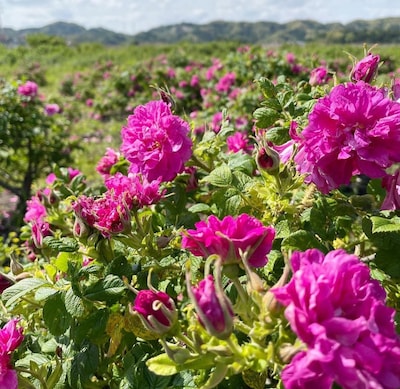 Otaki Rose Week