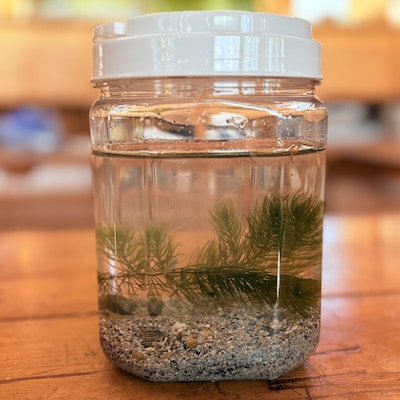 ミニアクアリウムを作ろう