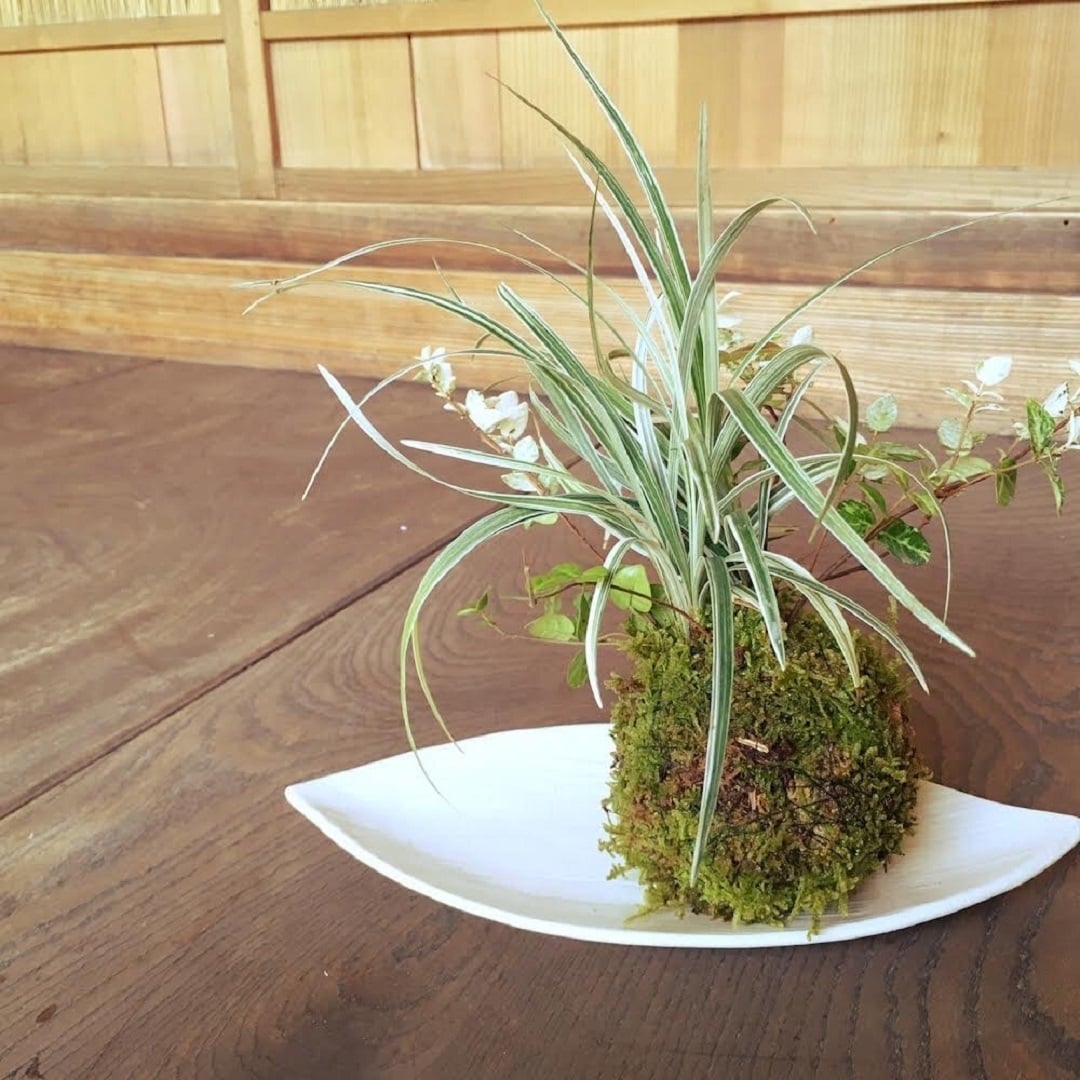 手のひらで感じる小さな地球・手のりグリーン　癒しの苔玉