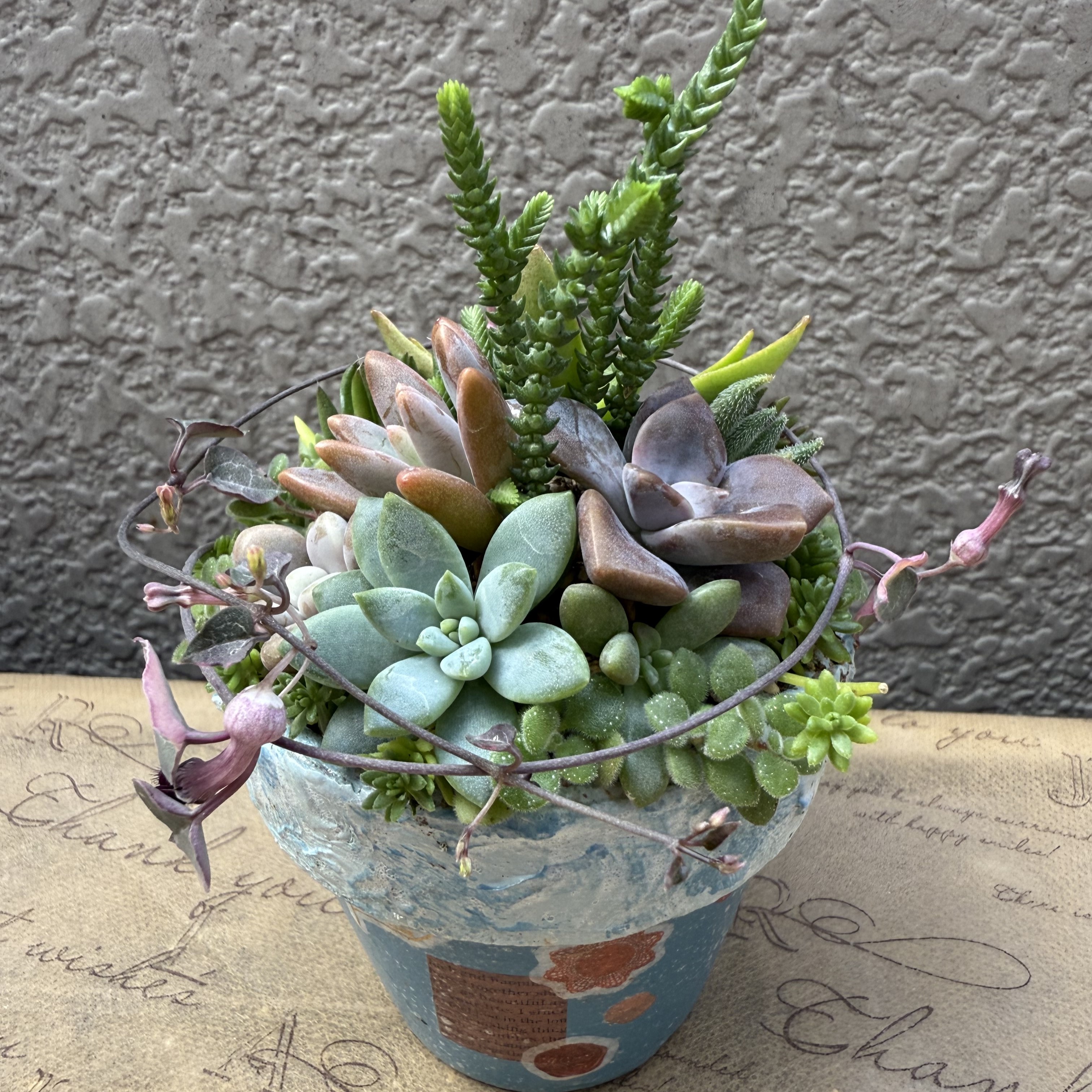 はじめての多肉寄せ植え体験 ～小さなグリーンで暮らしに癒しを～