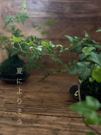 7月19日(日)”夏によりそう”〜はじめての苔玉づくり〜