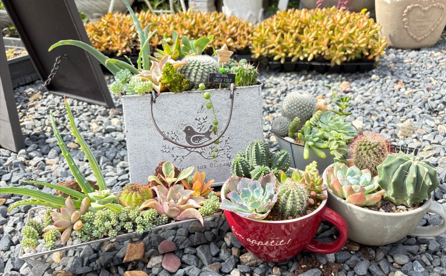 『生活に彩りを♪サボテンと紅葉多肉植物の寄せ植えワークショップ』