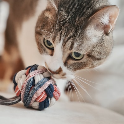 靴下の端材で「ペットのおもちゃ」を作ろう！