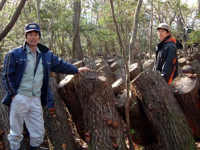 供給者画像：生産者名　ヤマザキ椎茸園