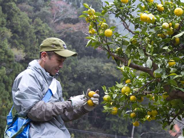 供給者画像：生産者名　KITO YUZU株式会社