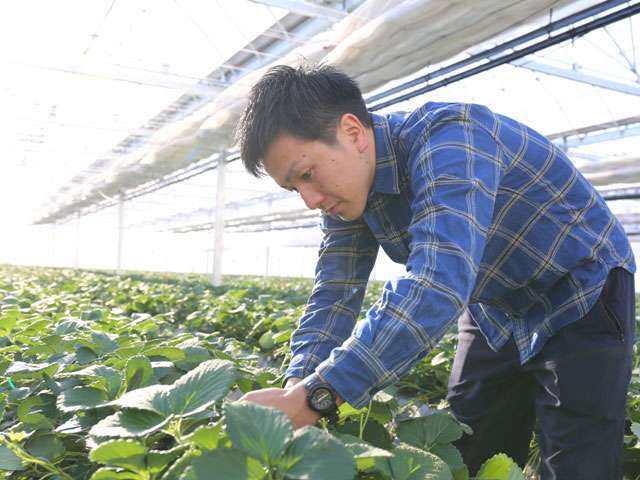 供給者画像：生産者名　澳原いちご農園