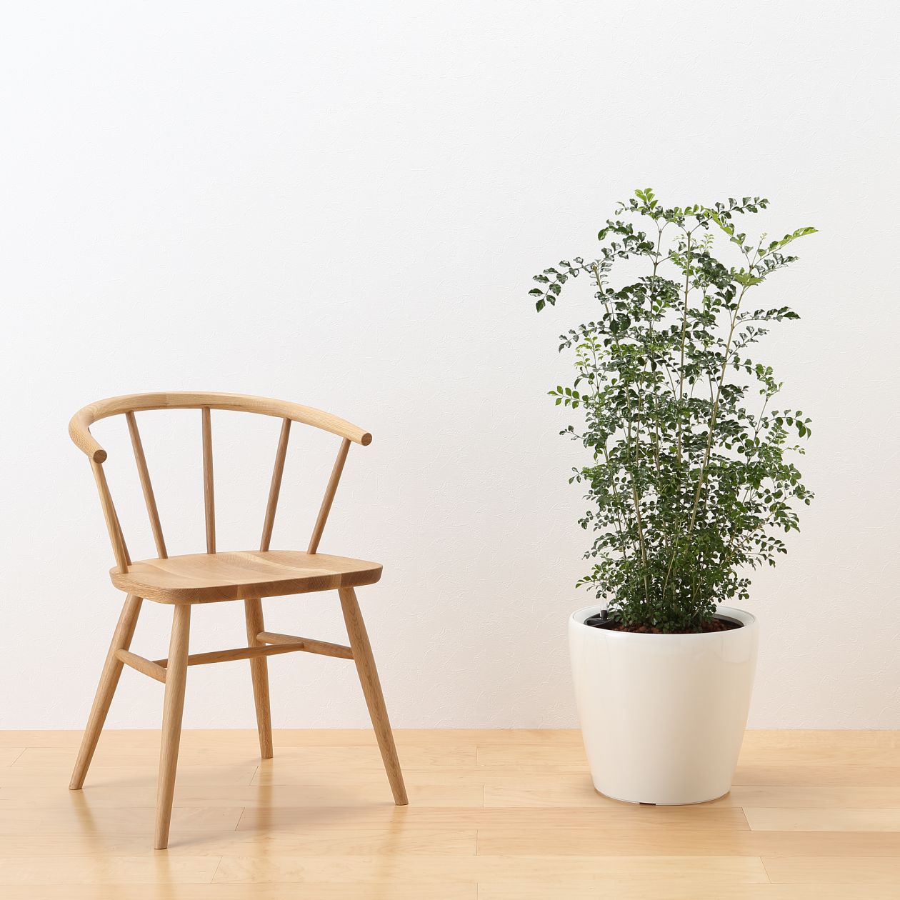 レチューザに植えた観葉植物 通販 無印良品 レチューザに植えた観葉植物 通販 無印良品