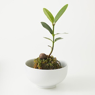 インテリアグリーン 通販 無印良品