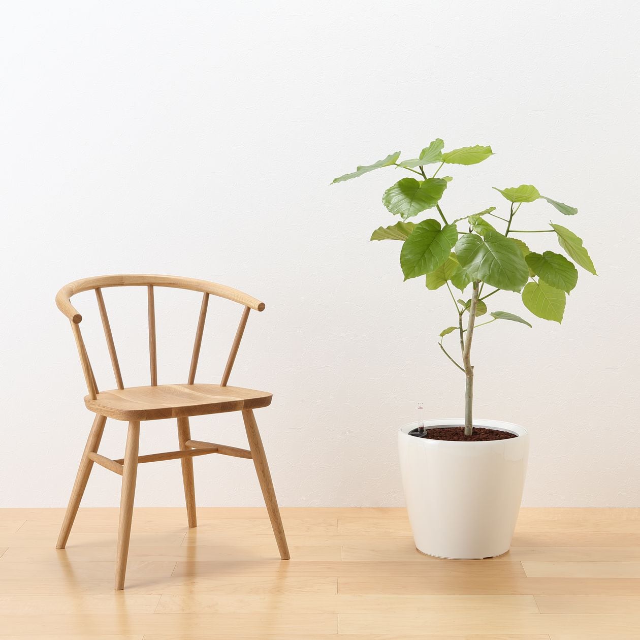 レチューザに植えた観葉植物 通販 無印良品