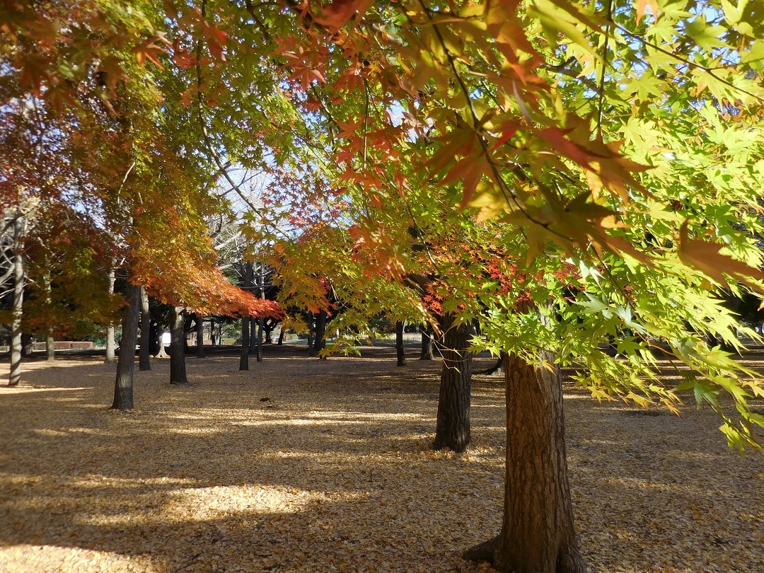 紅葉