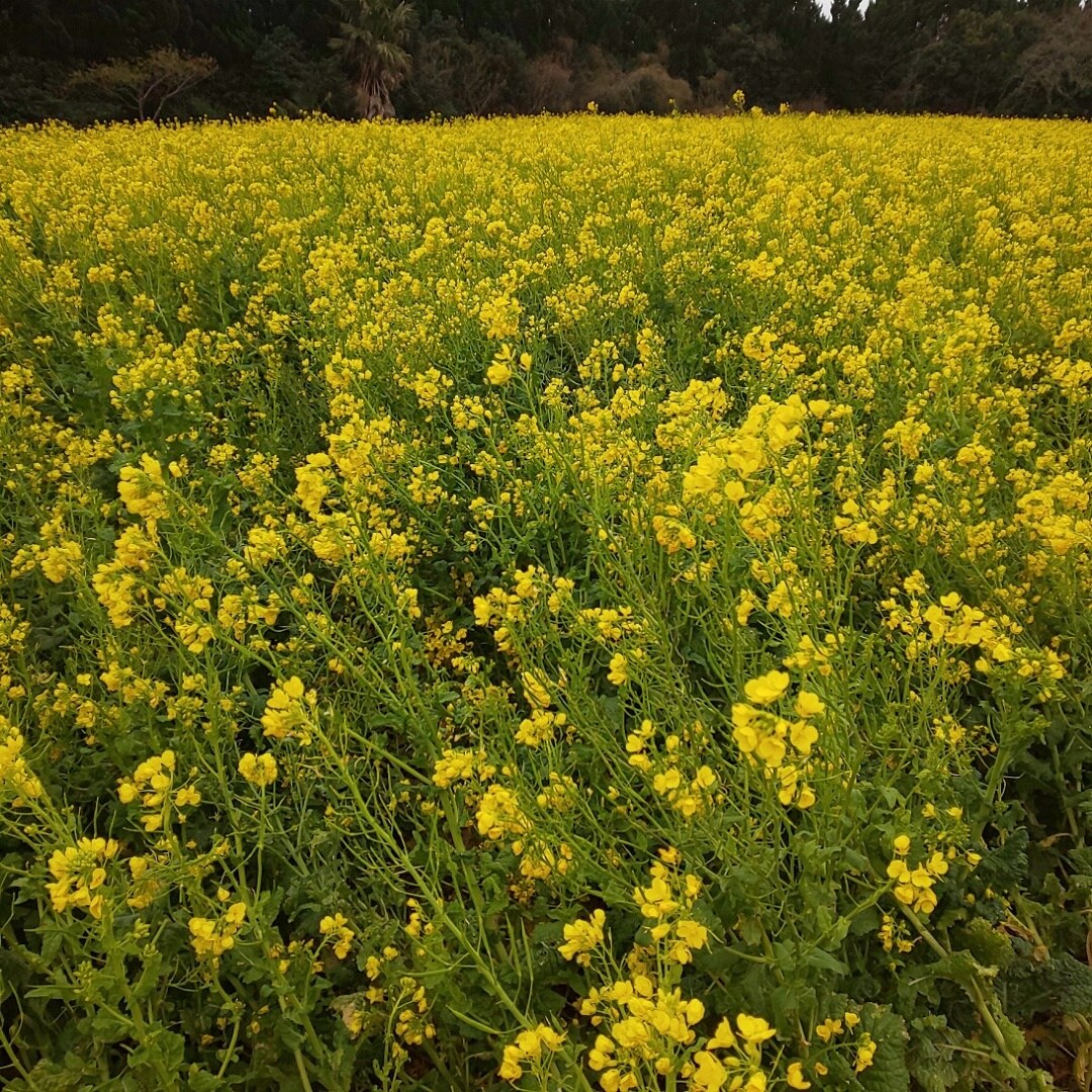 菜の花畑1